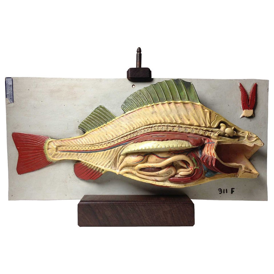 Fish Anatomy Model by Auzoux