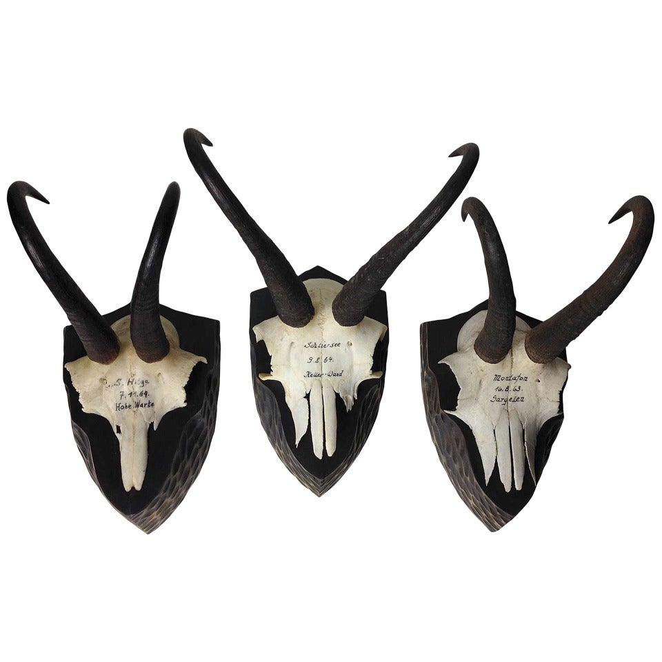 A set of Taxidermy Chamois Horn Plaques