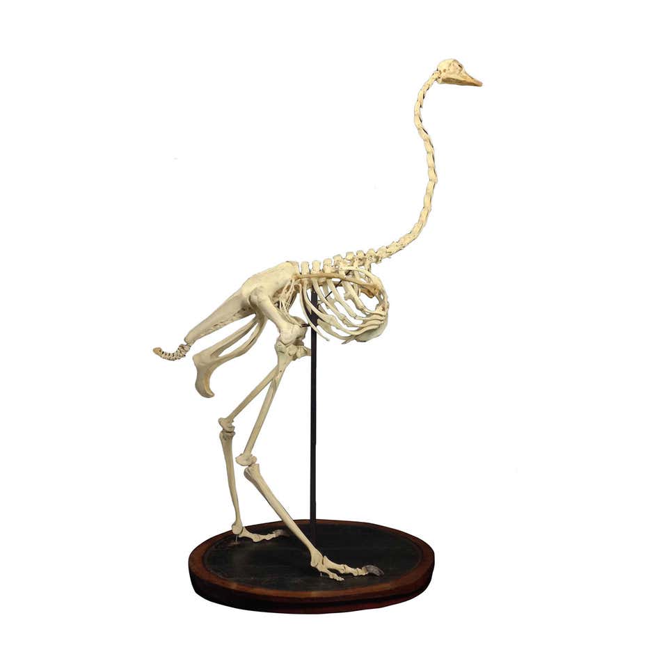 Struthio Skeleton Old Ostrich Skeleton from Dutch Museum at 1stDibs | ostrich skeleton ...