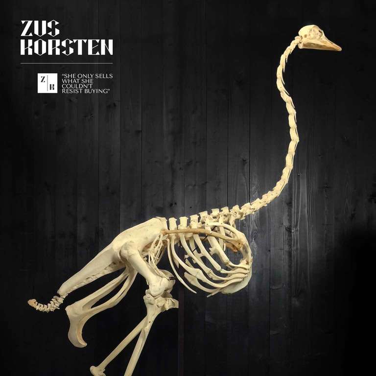 ostrich skeleton for sale