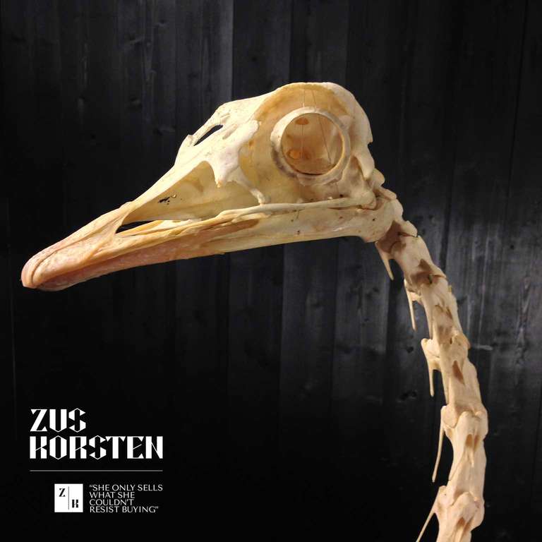 skeleton of an ostrich