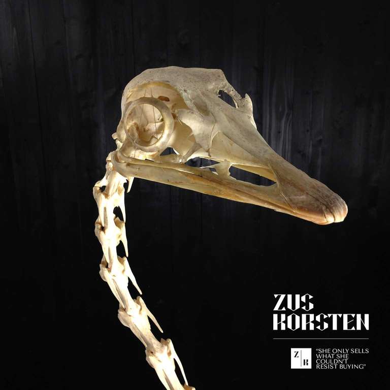 Old Ostrich Skeleton from Dutch Museum 1