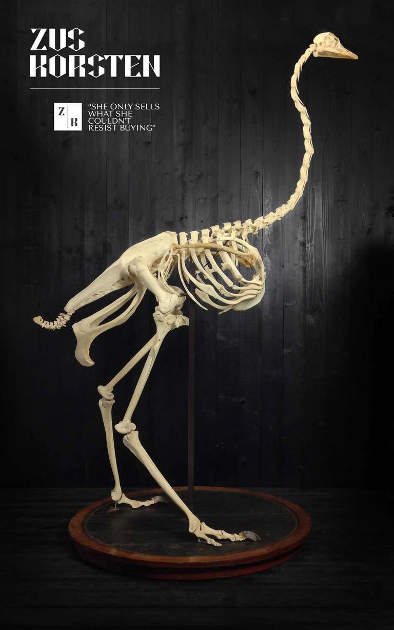Impressive 2 meters high skeleton of a Struthio camelus (ostrich) on a wood and leather basement. Comes from a Dutch Museum from the South of Holland. A high quality skeleton mounted in a traditional way. (See details)