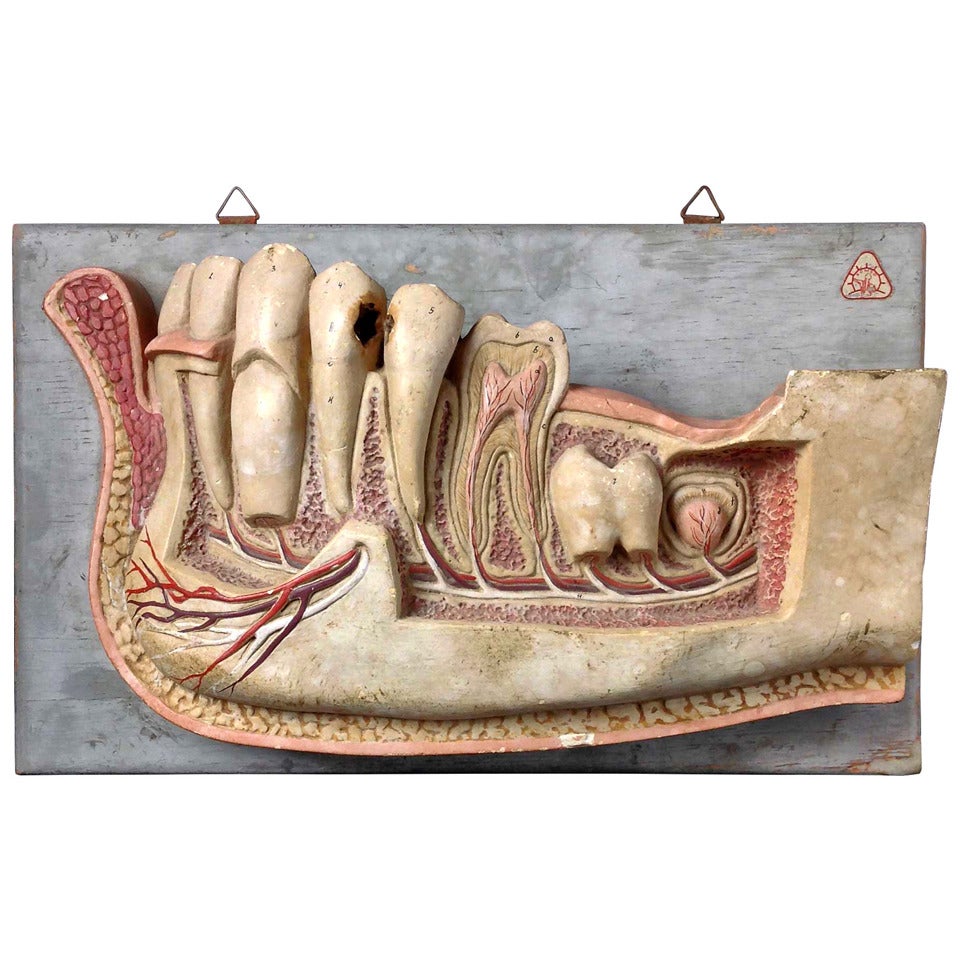 Anatomical Dental Model by Somso