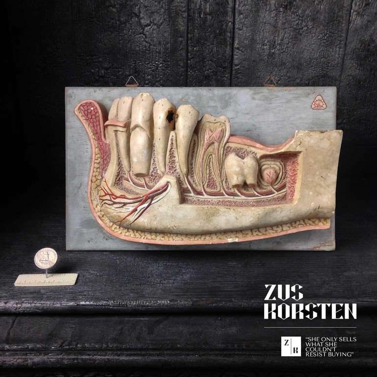 German Anatomical Dental Model by Somso
