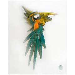 Nr. 7/7 and Signed 'Blue/Yellow Macaw' Art Photo Print by Sinke & van Tongeren