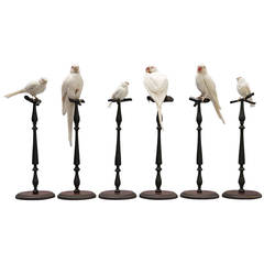 Rare Collection of Taxidermy Albino Birds