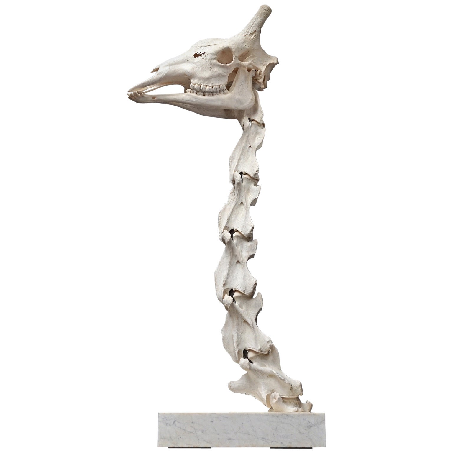 Giraffe Skeleton Taxidermy Head and Neck on Solid Marble Base