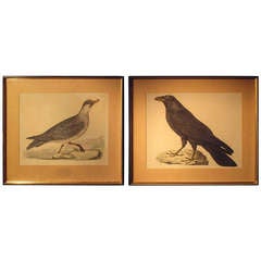 Engravings of Birds