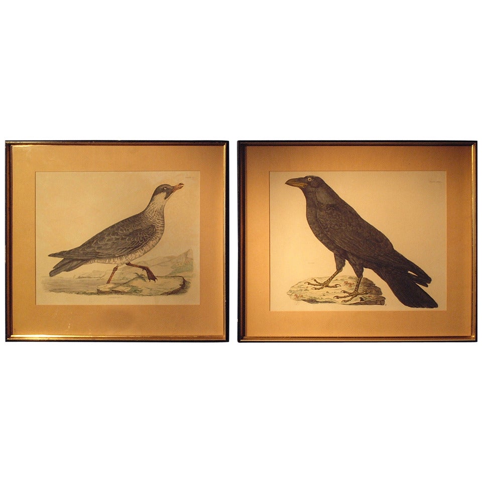 Engravings of Birds For Sale