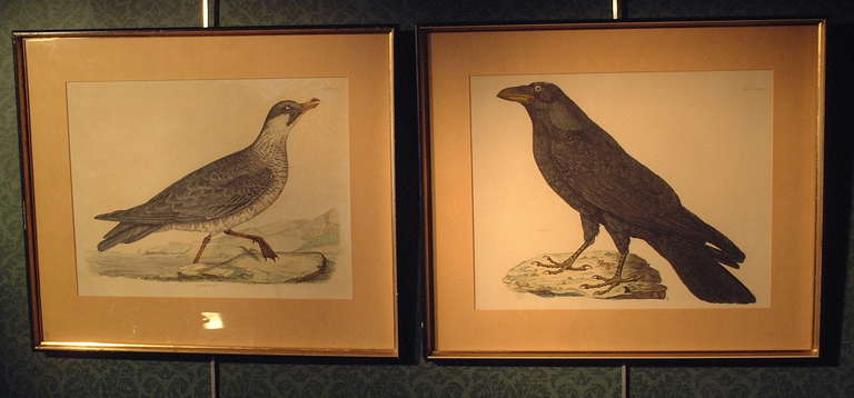 A very imposing and brilliantly executed pair of early 19th century colored engravings of birds, a pomarine skua and a raven, in frames.