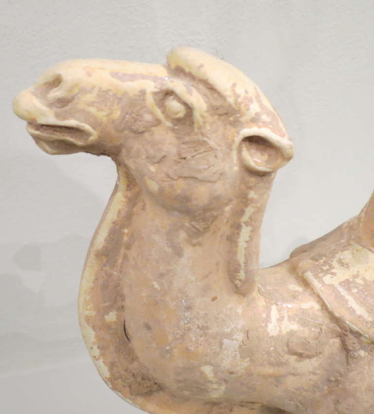 Chinesische bemalte und glasierte Keramik Sui-Dynastie Kamel 2