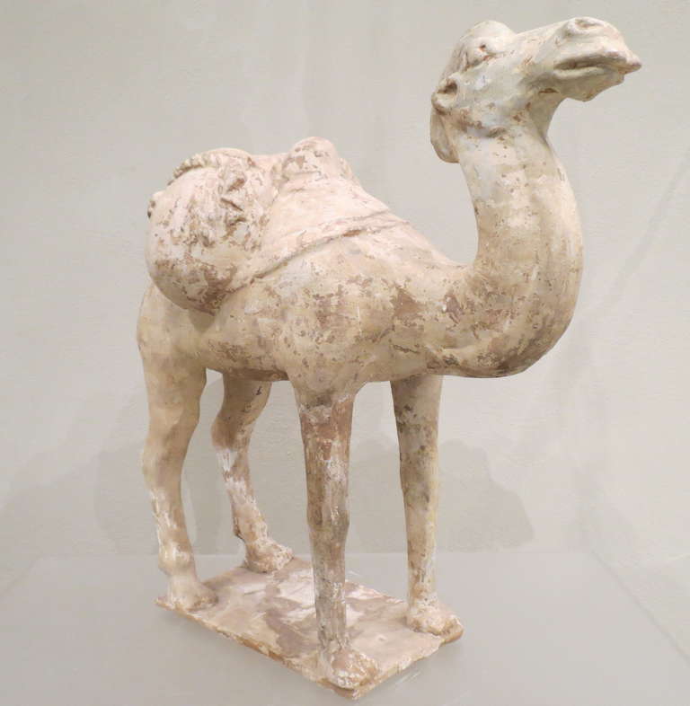 Large Chinese Sui dynasty glazed pottery bactrian camel. Covered in a crackled cream-colored glaze, with fine detailing to camel and saddle bag. The camel stands squarely on attached plinth with head raised. SUI dynasty, A.D. 589-618 dating