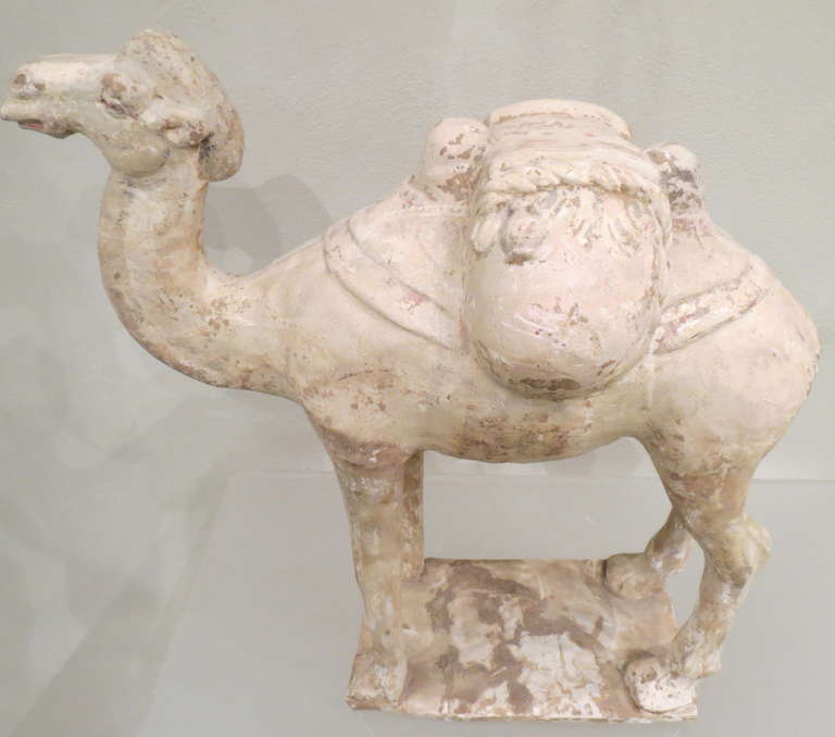 Chinese Painted and Glazed Pottery Sui Dynasty Bactrian Camel In Good Condition In Torino, IT