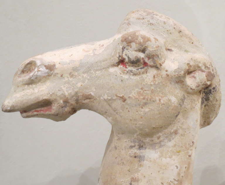 Chinese Painted and Glazed Pottery Sui Dynasty Bactrian Camel 2