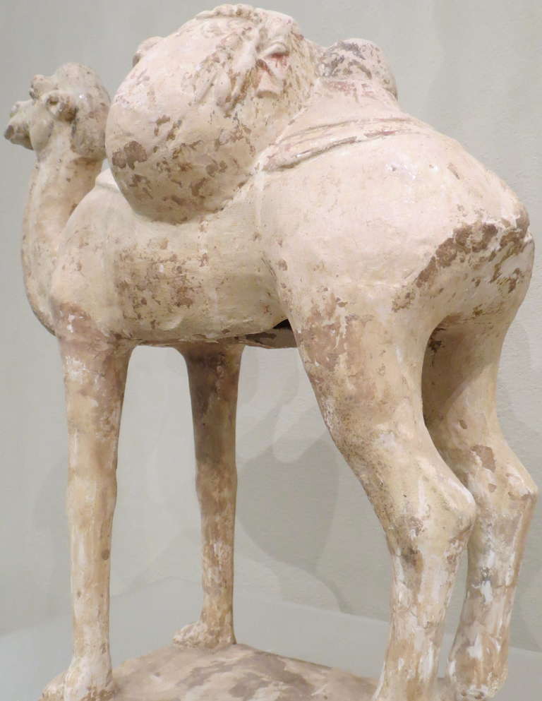 Chinese Painted and Glazed Pottery Sui Dynasty Bactrian Camel 3