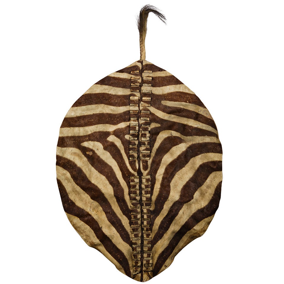 Rare South African Quagga Shield