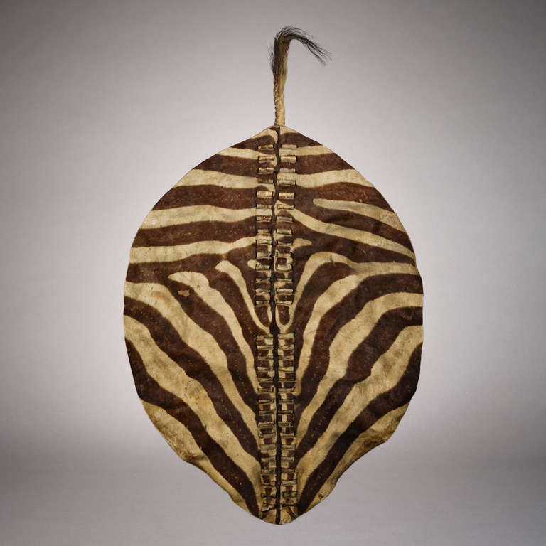A magnificent quagga hide shield. This spectacular shield is one of the rarest known African shields in existence. 

The quagga (Equus quagga quagga) is an extinct subspecies of the plains zebra that lived in South Africa. It was long thought to