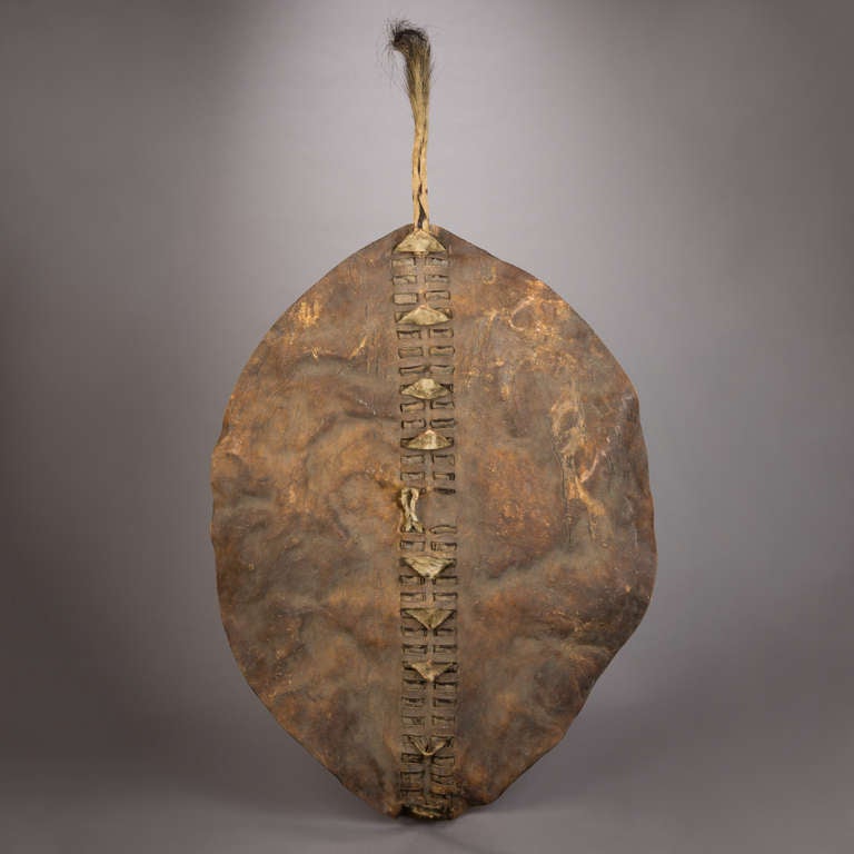 18th Century and Earlier Rare South African Quagga Shield