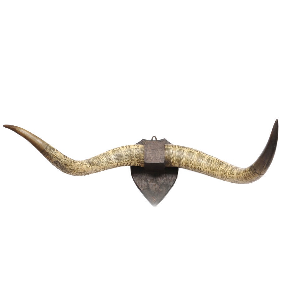 Rare 19th Century Zulu Engraved Cow Horns, South Africa
