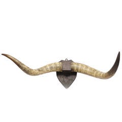 Antique Rare 19th Century Zulu Engraved Cow Horns, South Africa