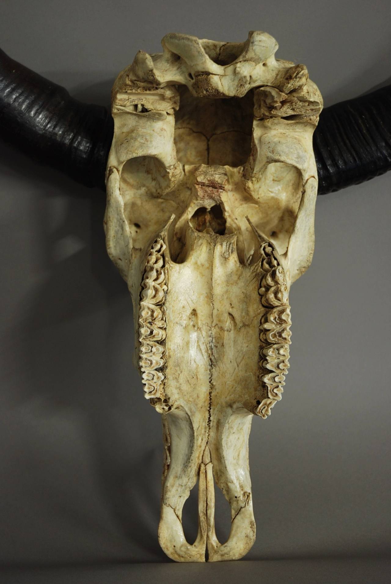 Late 19th Century Carved Buffalo Skull 4