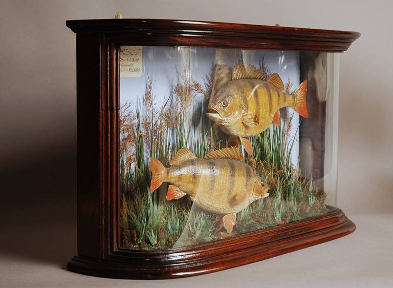 Glass Mid to Late 19th Century Taxidermy Pair of Perch