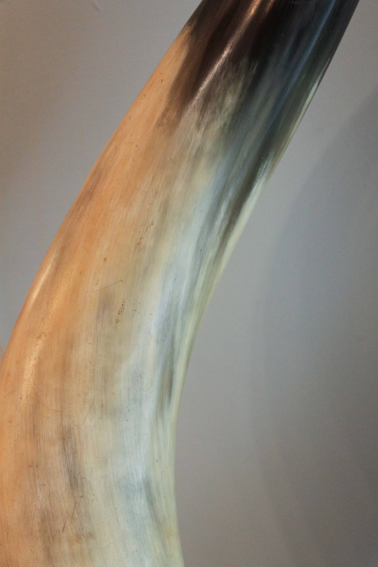 Pair of Mounted Ankole Watusi Horns at 1stDibs ankole watusi horns for sale, ankole horns for