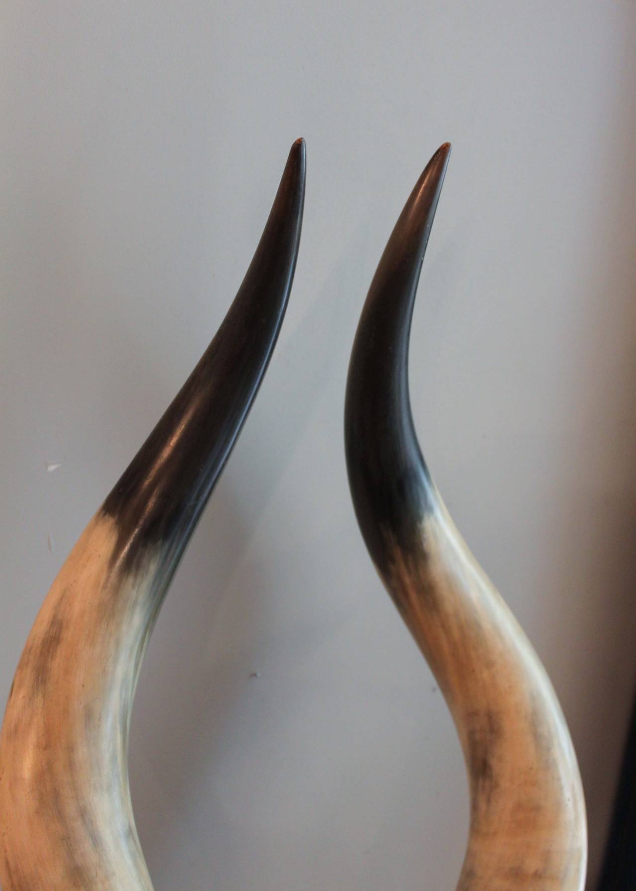 Pair of Mounted Ankole Watusi Horns at 1stdibs