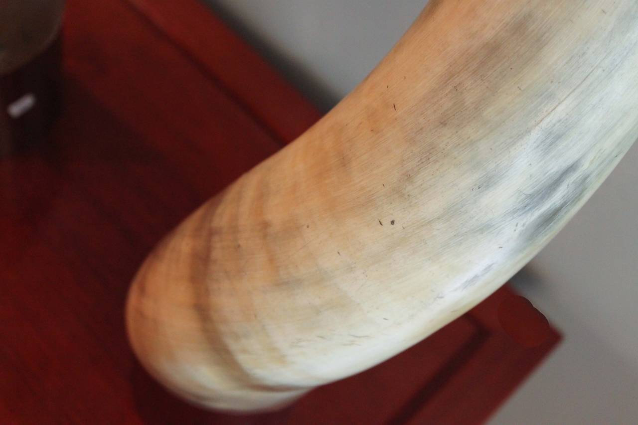 Pair of Mounted Ankole Watusi Horns at 1stDibs ankole watusi horns for sale, ankole horns for