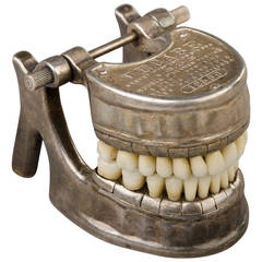 French Vecabe Dental Model