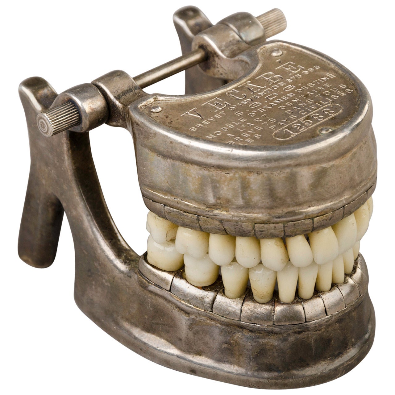 French Vecabe Dental Model