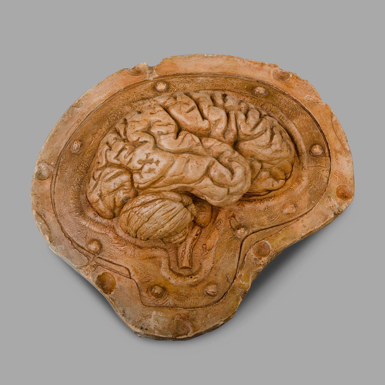 French Human Half Brain Anatomical 