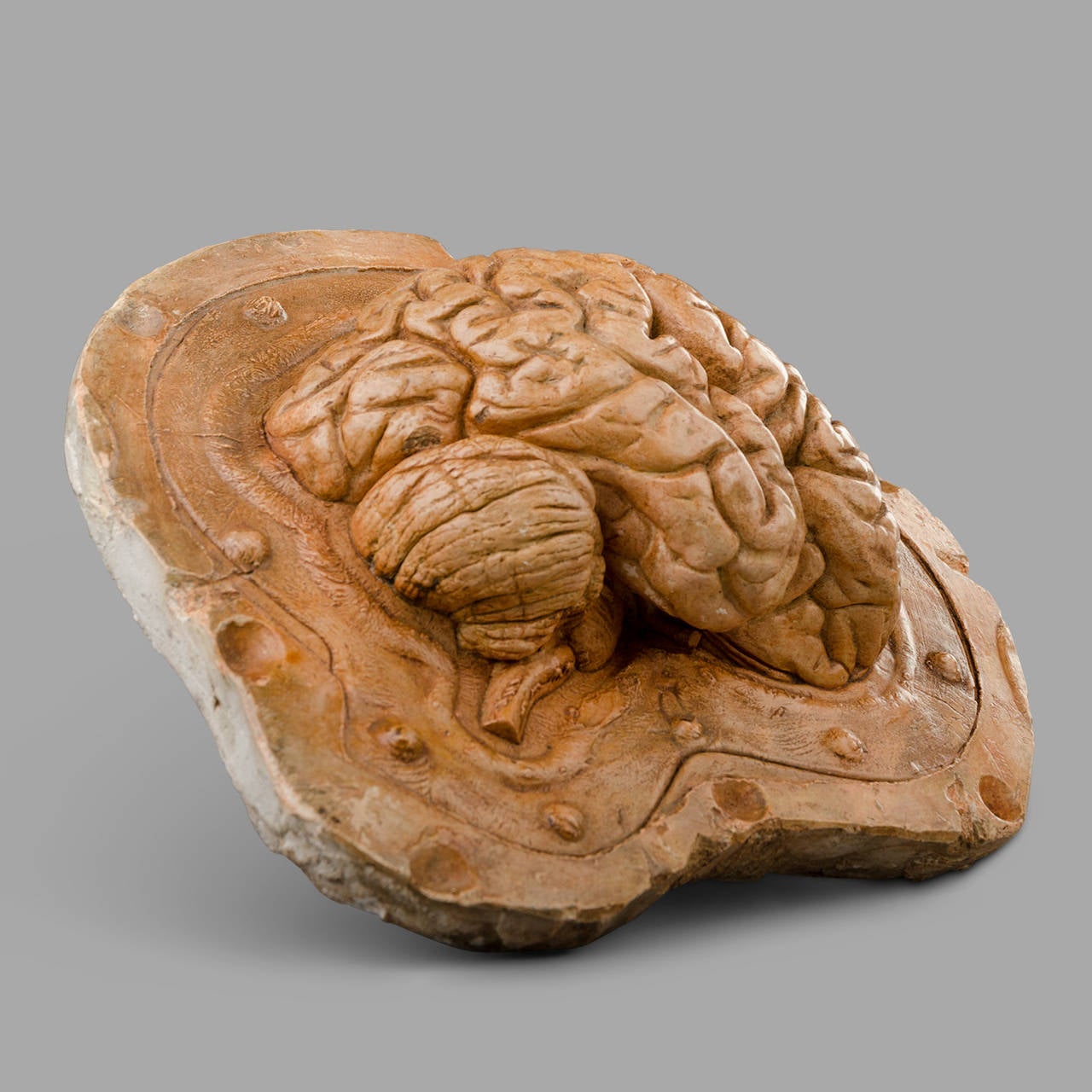 Human Half Brain Anatomical 