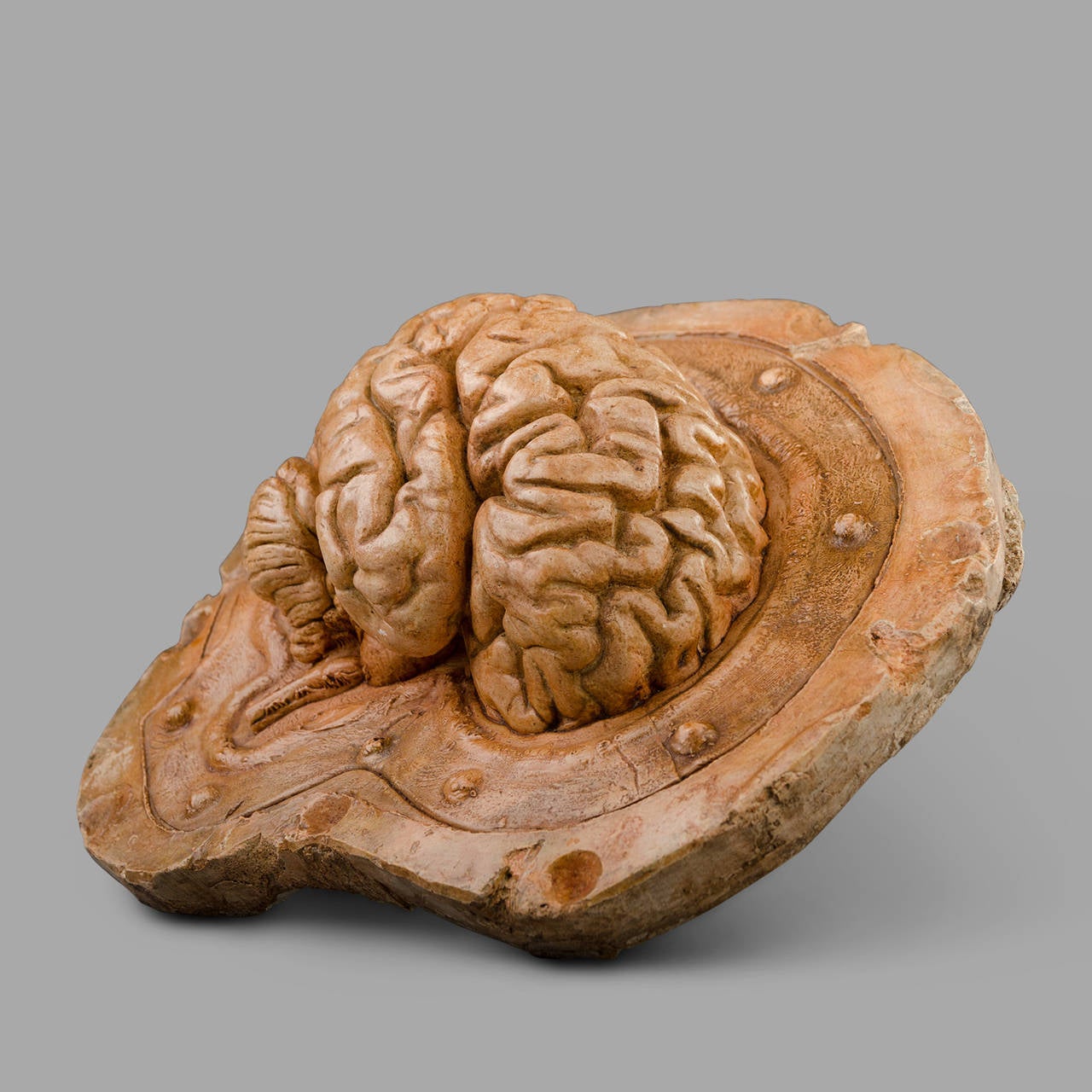 20th Century Human Half Brain Anatomical 
