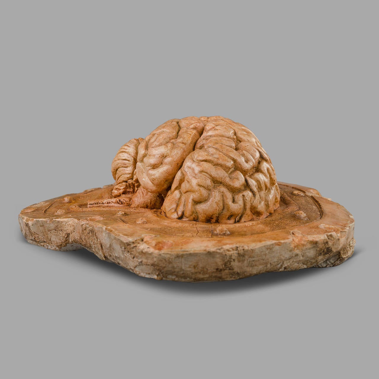 Human Half Brain Anatomical 