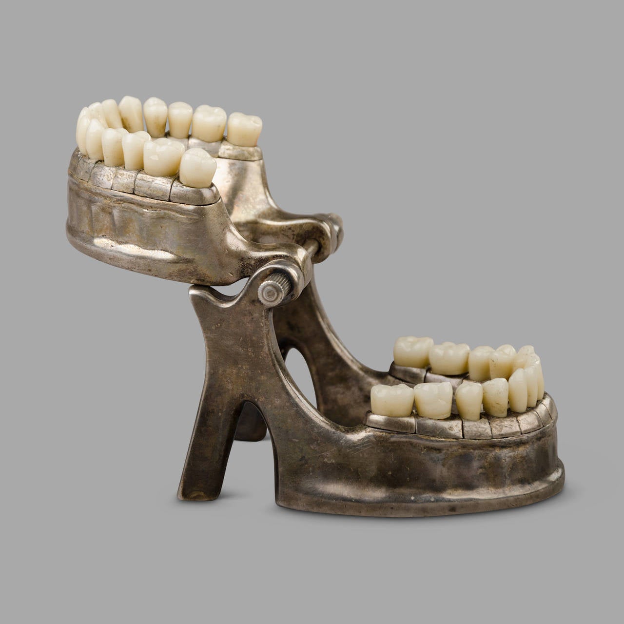French Vecabe Dental Model 2