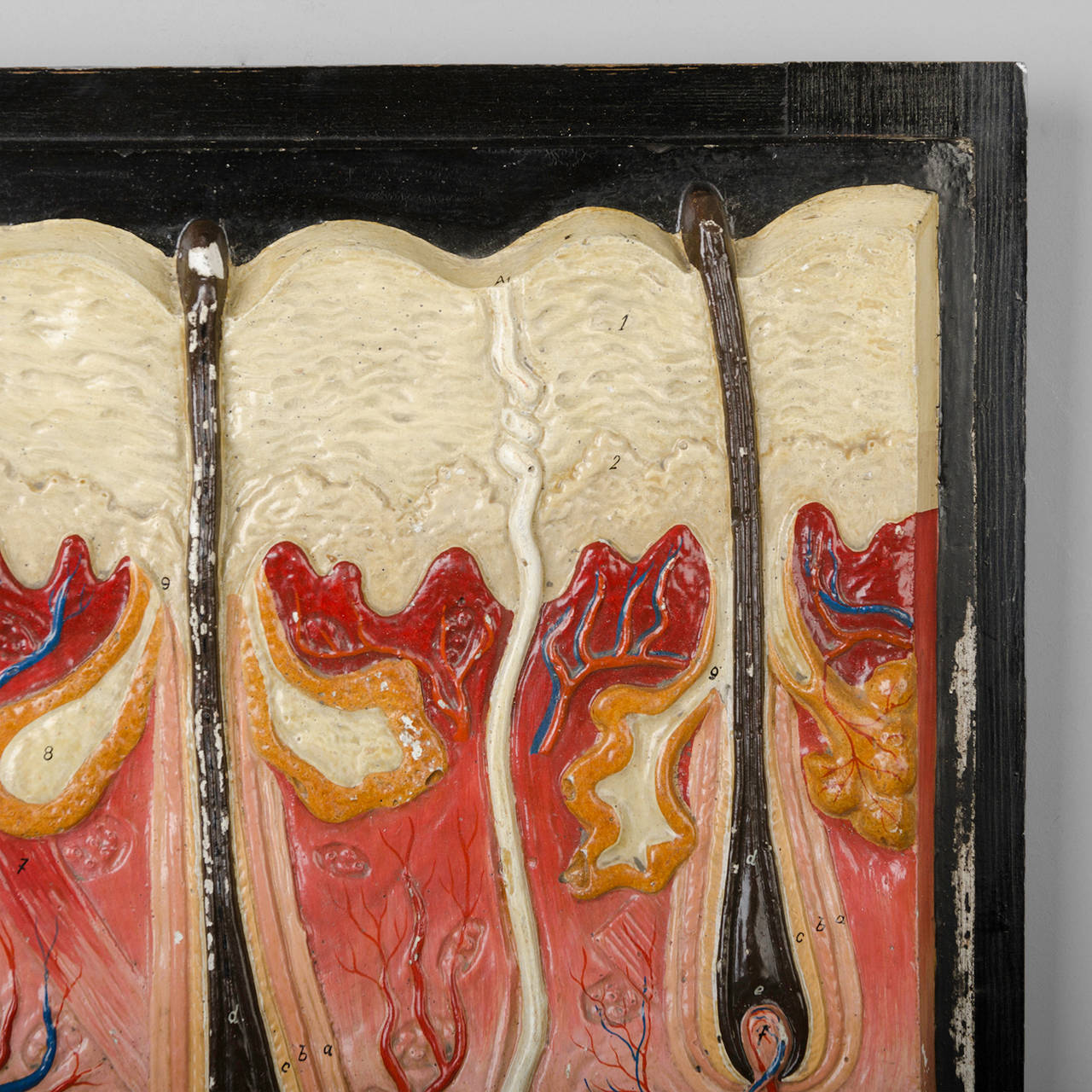 Anatomical Plaster Models, circa 1930 1