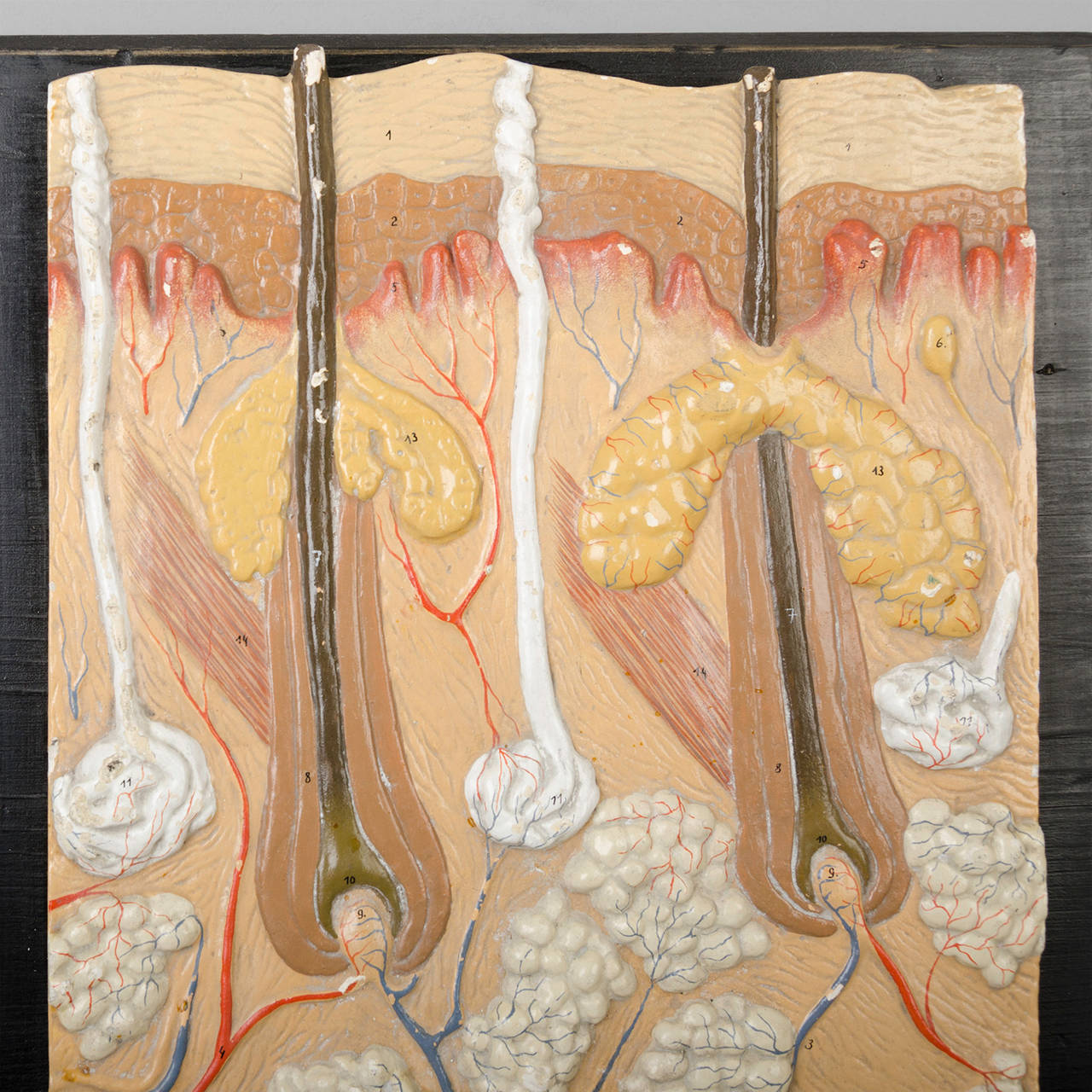 Anatomical Plaster Models, circa 1930 3
