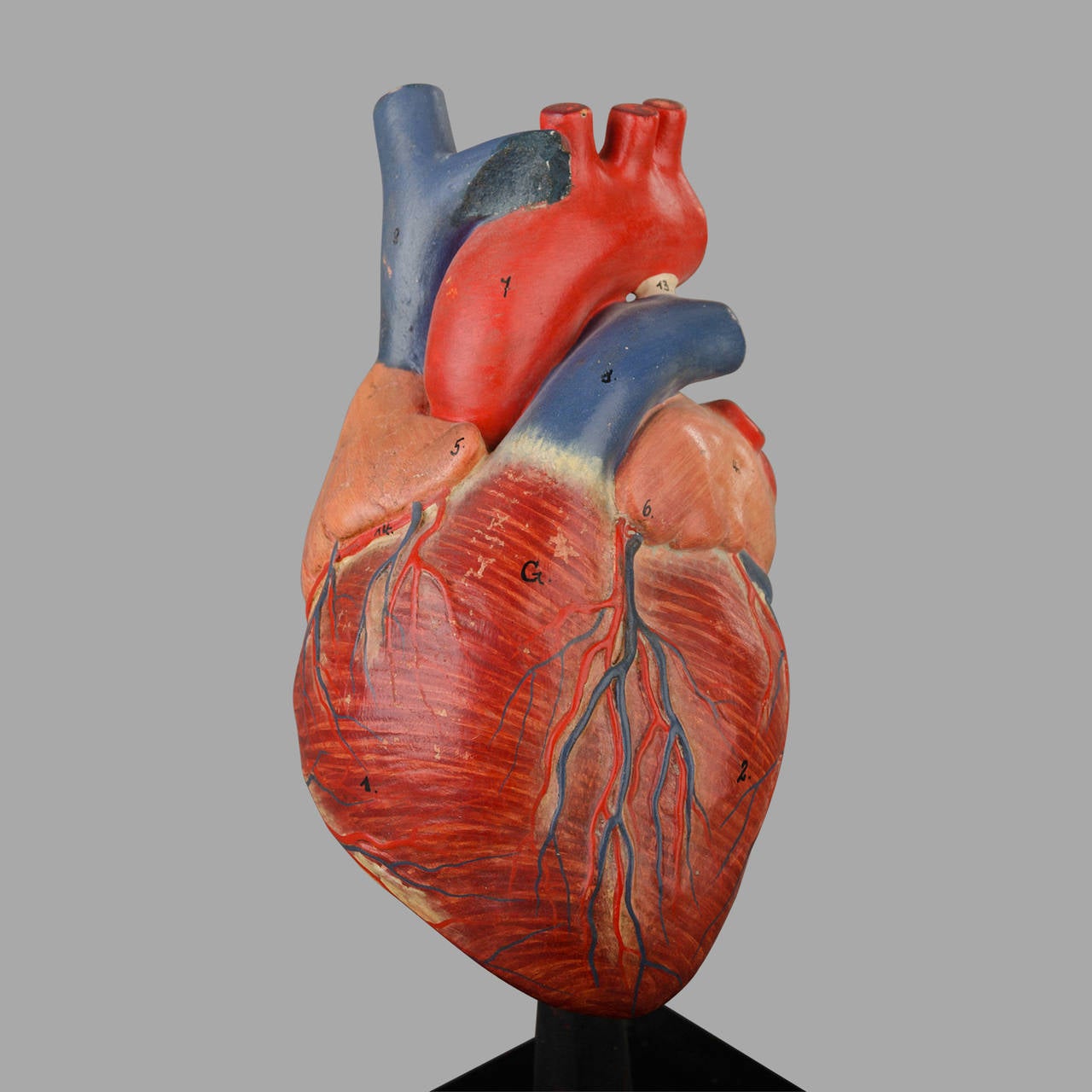 French Anatomical Model of the Human Heart