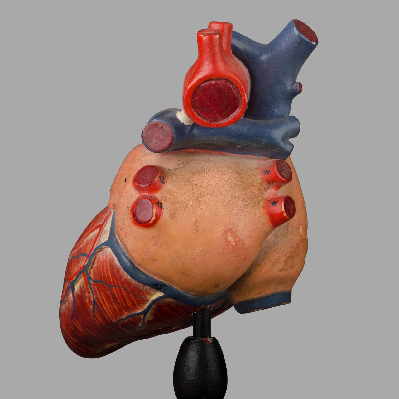 20th Century Anatomical Model of the Human Heart