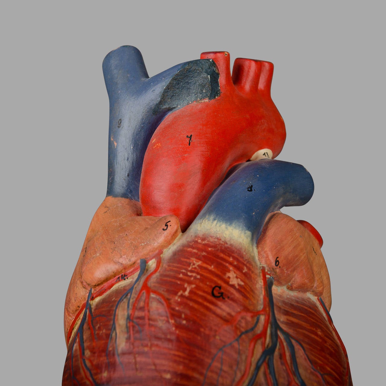 Anatomical Model of the Human Heart 1