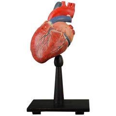 Anatomical Model of the Human Heart