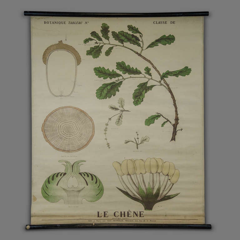 French End of 19th Century Botany Panel from Maison Deyrolle 'The oak'