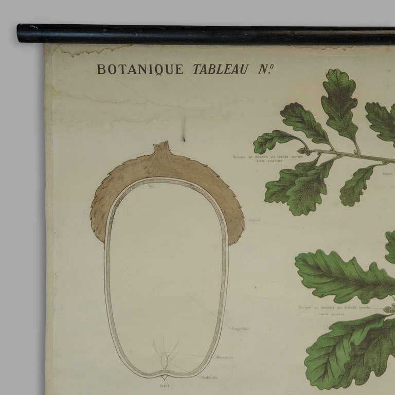 End of 19th Century Botany Panel from Maison Deyrolle 'The oak' 1
