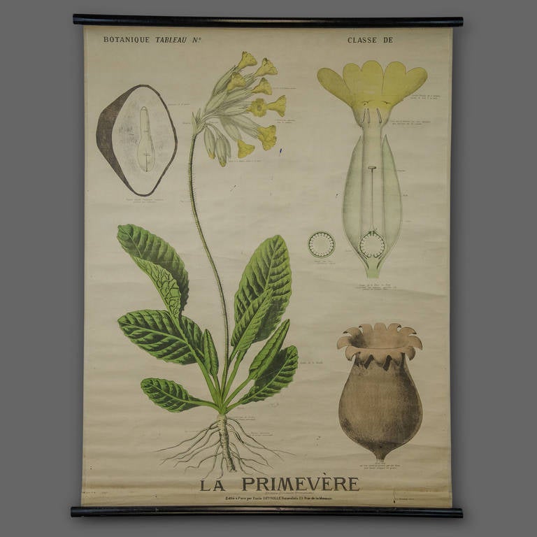 French End of the 19th Century Botany Panel from Maison Deyrolle 