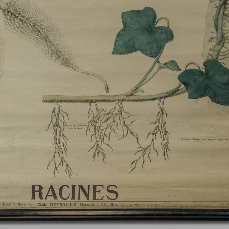 French End of the 19th Century Botany Panel from Maison Deyrolle 
