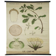 End of 19th Century Botany Panel from Maison Deyrolle 'The oak'