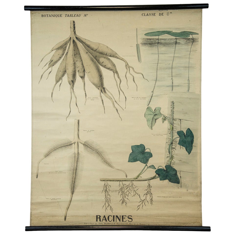End of the 19th Century Botany Panel from Maison Deyrolle "Roots" im Angebot