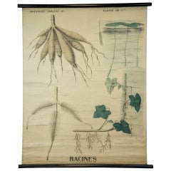 End of the 19th Century Botany Panel from Maison Deyrolle "Roots"